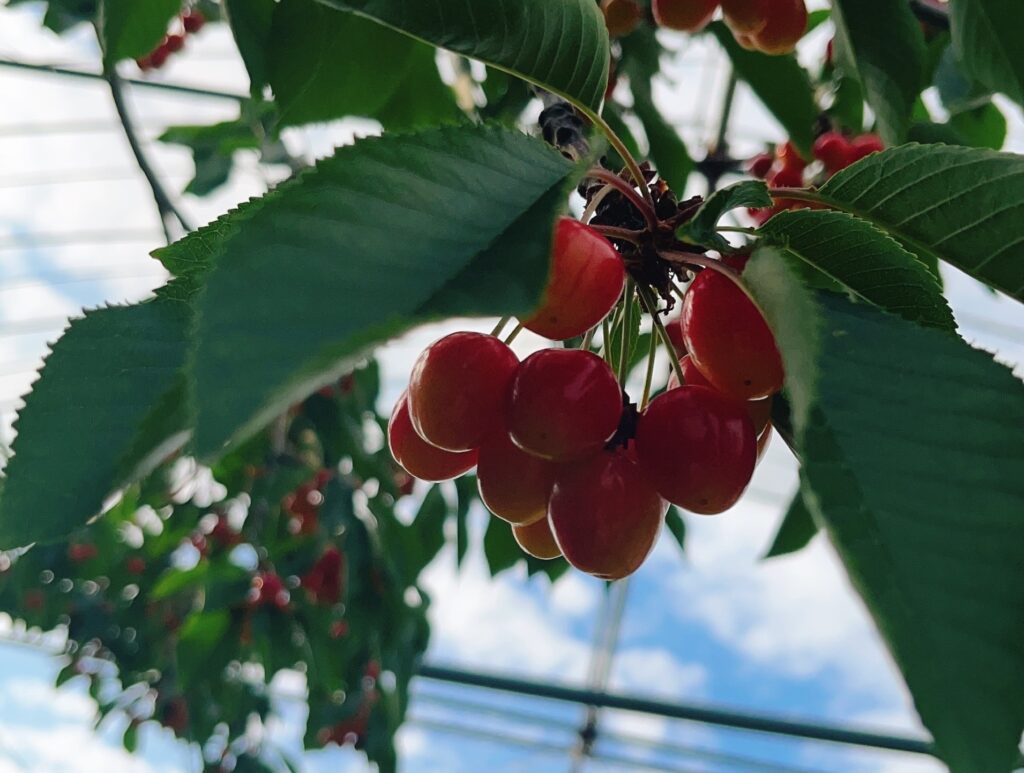 紅秀峰